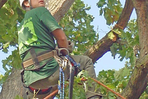  Die Baumkronen werde mithilfe der Klettertechnik geschnitten und gepflegt. Bei Bedarf kommen auch Hubsteiger zum Einsatz 