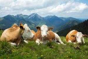  Bio, Tierwohl und Nachhaltigkeit in der Gemeinschaftsverpflegung von großen Betrieben? Geht das? 