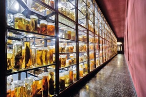  Mit den 270.000 in Alkohol eingelegten Exponaten zog auch eine hohe Brandgefahr im Ostflügel des Naturkundemuseums ein 